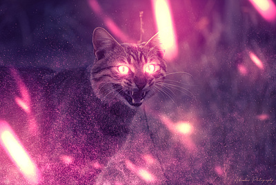 Zozo abstract animal art beautiful cat colorful composite design fantasy magic night photoshop photoshop art surreal wizard