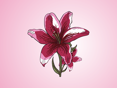 Lily Flower Inky Illustration adobeillustator botanical botanical illustration design digital digitalart floral art flower flowerillustration illustration illustrator ink lily lineart outline stylus surface pen vector vector art vector illustration