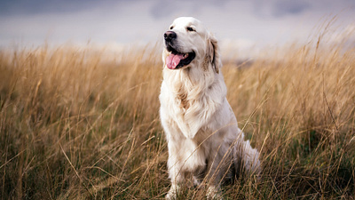 Golden Retriever Dog Wallpapers animals