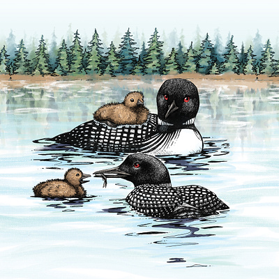 Loon family on the lake animal art animal illustration bird art bird illustration book illustrations childrens book illustration common loon digital art digital painting don deline drawing lake lake hubert lauren williamson loons minnesota nature illustration pen drawing water fowl