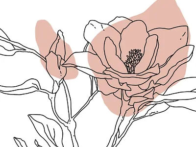 magnolia line art contour design digital art hand drawn illustration isolated line art magnolia pink