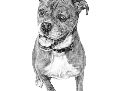 Custom Portrait Illustration - Dilla the Boxer Dog custom portraits illustration pencil illustration