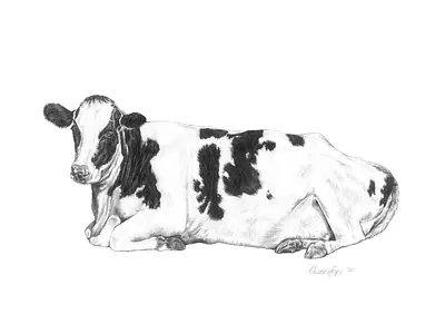 Custom Pet Portrait - Eric the Cow custom portraits illustration pencil illustration