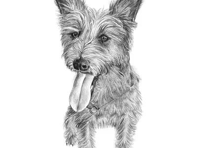 Custom Portrait Illustration - Archie the Terrier Mix custom portraits illustration pencil illustration