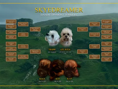 Dog Show Lineage Poster dog dog show graphicdesign illustration