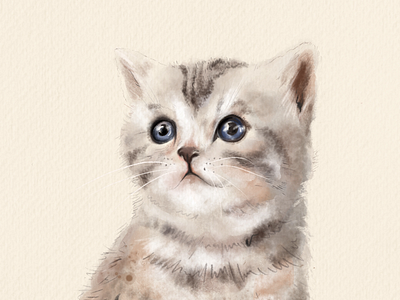 Kitty animal animal portraits cat cat drawing cats kitty kitty drawing pets