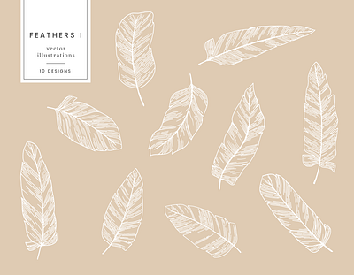 Feathers Vector Illustrations design drawing etsy etsy shop graphicdesign illustration nature vector