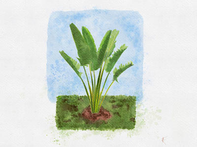 Banana Tree - Watercolor banana banana leaves banana tree blue creative director digital art digital illustration digital watercolor editorial art green illustration latinx spring summer sunny watercolor watercolour