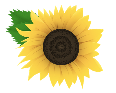 Sunflower bloom design flower illustration summer sunflower vector