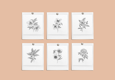 Floral Studies Vector Illustrations creative market design drawing floral flowers graphicdesign illustration nature plants vector