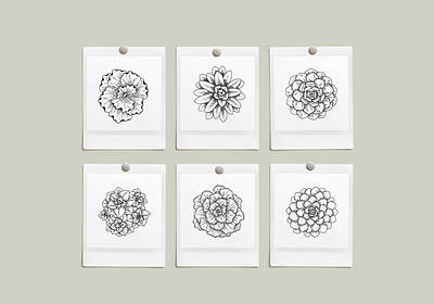 Succulents & Cacti Illustrations cactus creative market design drawing graphicdesign illustration nature plants succulents vector