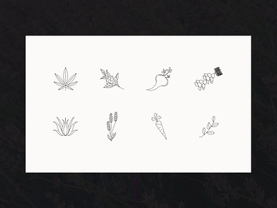 Peace & Skin — Illustrations flowers illustrations illustrations／ui skincare