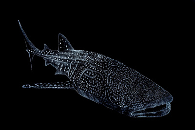 whale shark design illustration