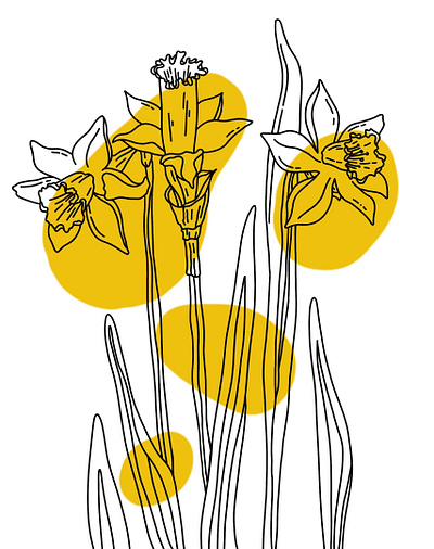 Narcissus flower black contour design digital art flower hand drawn illustration isolated line art narcissus yellow