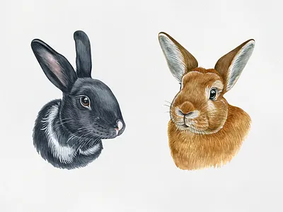 bunny and rabbit animal bunny bunny logo draw drawing funny illustration pet pets rabbit watercolor watercolor art
