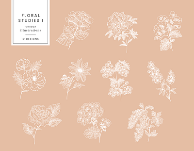 Floral Studies Illustrations design drawing floral flowers graphicdesign illustration leaves nature plants vector