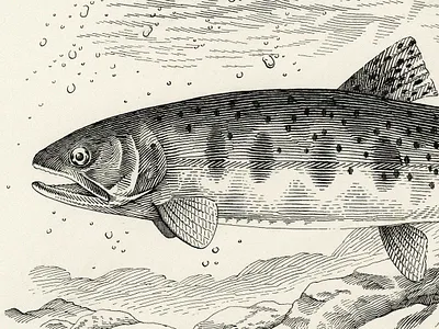Cutthroat Trout fish fishing fly fishing illustration line art line drawing linework nature outdoors pen and ink pen drawing traditional trout
