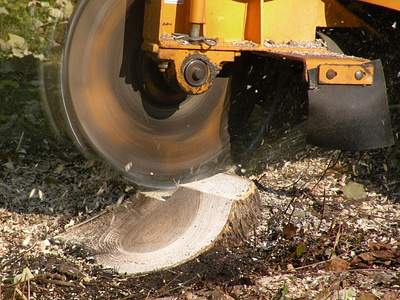 Tree Removal Bonita Springs FL tree pruning cape coral fl tree pruning cape coral fl