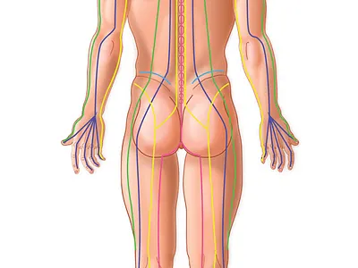 back thai yoga massage sen lines illustration