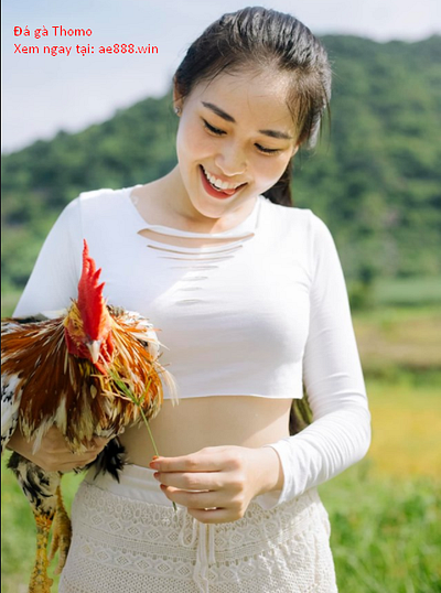 Đá gà thomo tại nhà cái AE888 ae888 da ga thomo venus casino