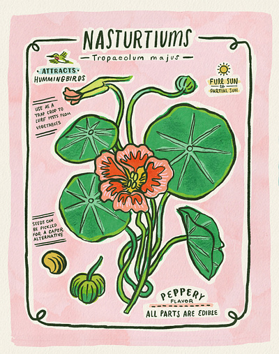 Nasturtium Flower Facts design drawing flower flowers hand lettering illustration lettering nasturtium watercolor