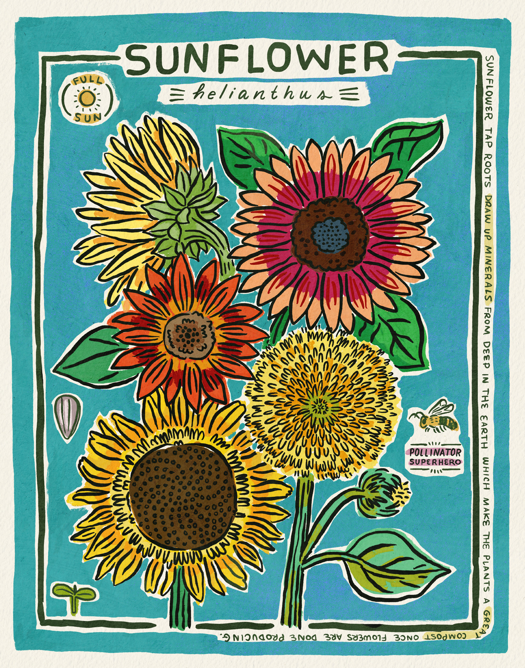 Sunflower Flower Facts drawing flower flowers hand lettering illustration lettering sunflower watercolor