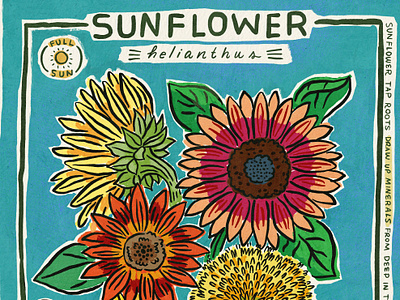 Sunflower Flower Facts drawing flower flowers hand lettering illustration lettering sunflower watercolor