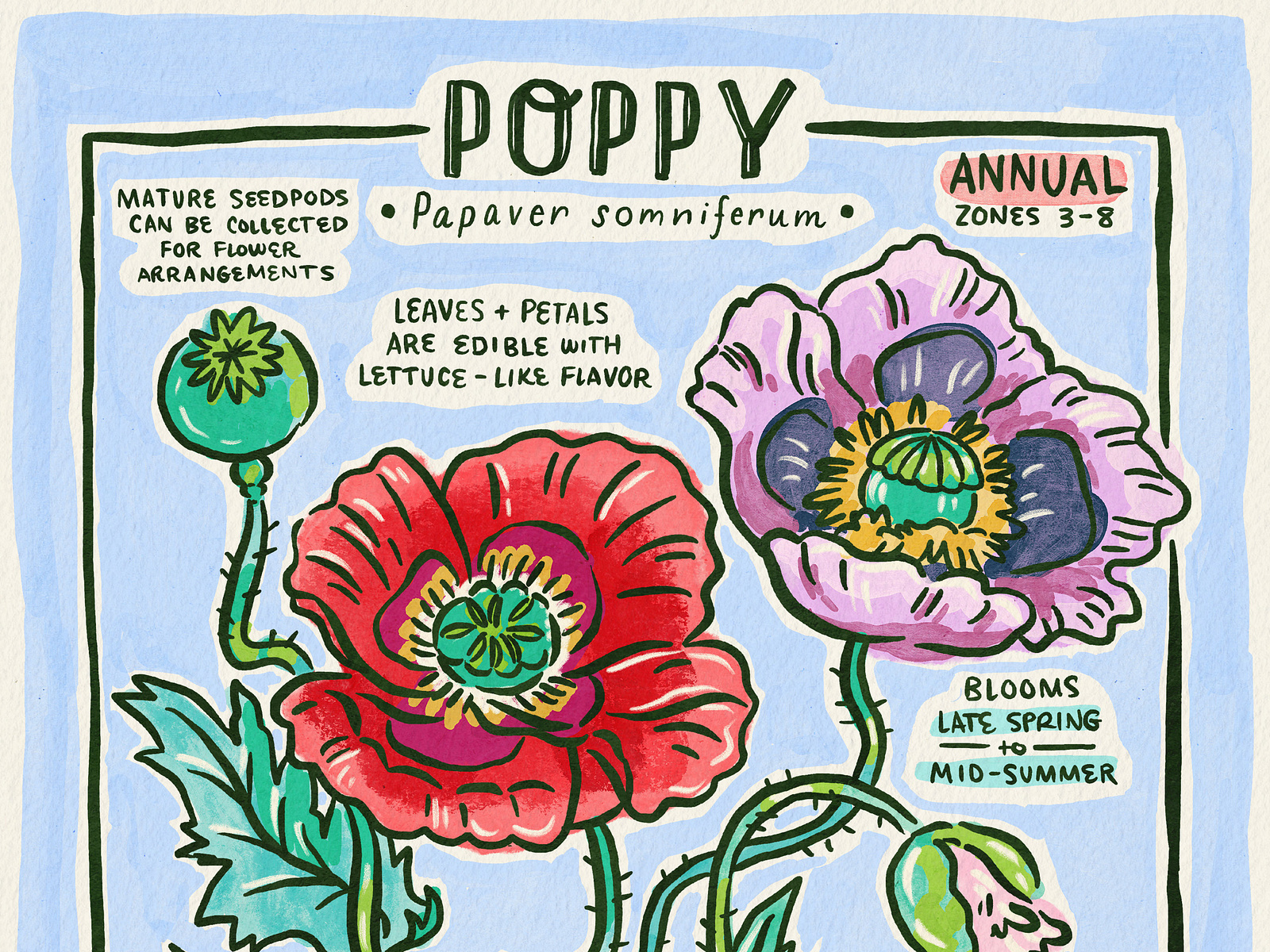 Poppy Flower Facts by Lizzy Dee Studio on Dribbble