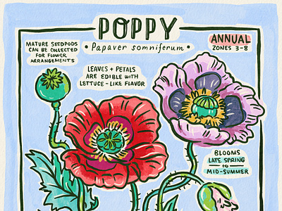 Poppy Flower Facts drawing flower flowers hand lettering illustration lettering poppy