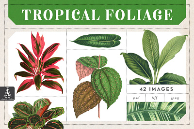 Tropical Foliage botanical house plants houseplants illustration leaves nature plants tropical plants vintage