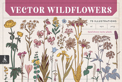 Vector Wildflower Illustrations crocus daffodil drawing fern flower flowers illustration lily rose vector wild flowers yarrow