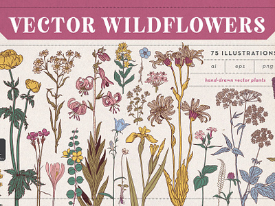Vector Wildflower Illustrations crocus daffodil drawing fern flower flowers illustration lily rose vector wild flowers yarrow