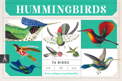 Vintage Hummingbird Illustrations animals birds clip art drawing hummingbird illustration vintage