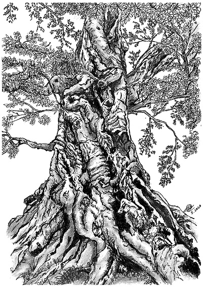 Tree art artist artwork black and white drawing hand drawn illustration nature art pen and ink pen and paper pen art pencil drawing print prints sketch traditional traditional art traditional drawing tree trees