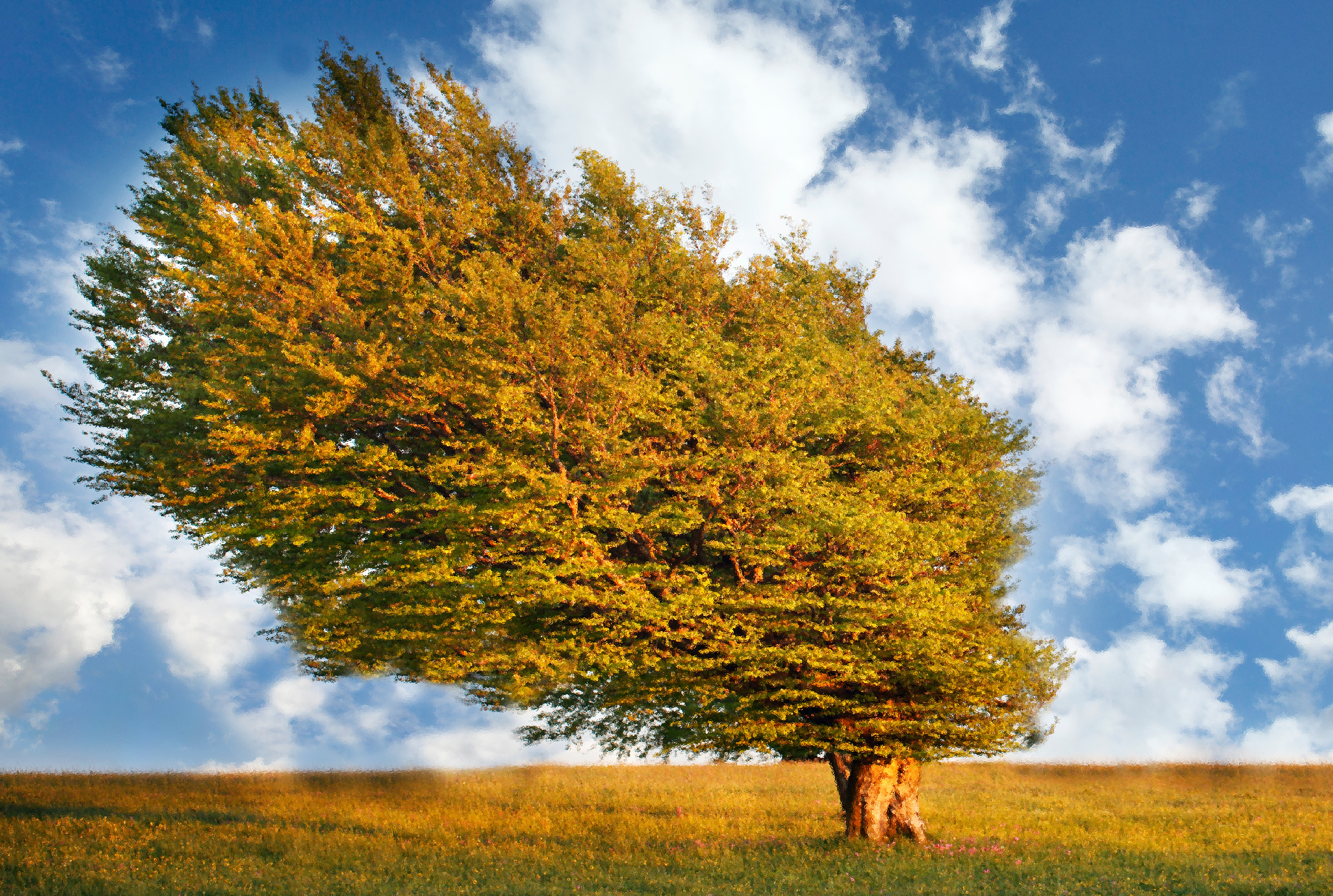 Example of nature