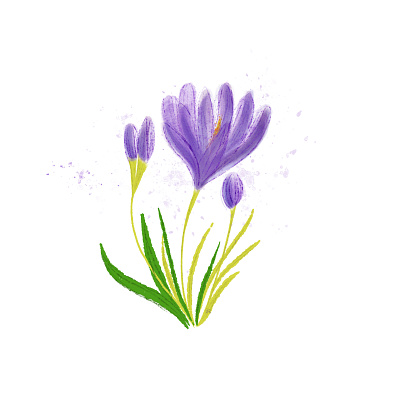 Watercolour purple crocus flower. Botanical digital illustration art bloom blossom botanical illustration botany bright crocus drawing floral flower flowers illustration illustration invitation nature painting petal plant retro summer watercolor