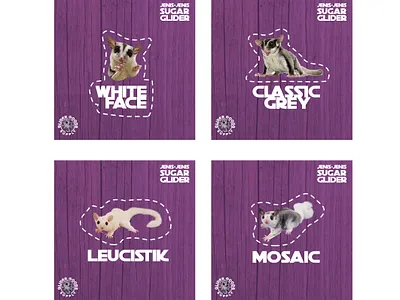 Social Media Template branding fantasyart illustration logodesign sugarglider template vectorart