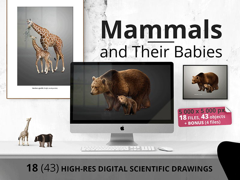 Mammals and Their Babies animation branding design graphic design illustration mammals wolf