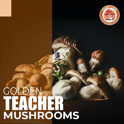 Golden Emperor Mushrooms (Golden Teacher Mushrooms) mushroom burialsuit mushroom coffee mushroom gravy mushroom identification mushroom pasta mushroom recipes mushroom risotto mushroom sauce mushroom soup mushroom stroganoff