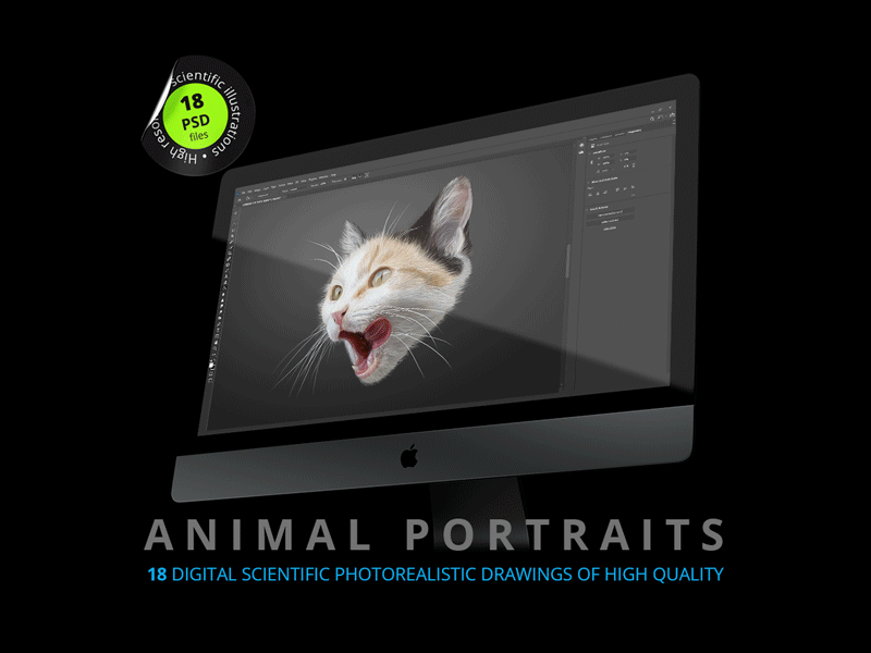 Animal portraits animation cat design dogs graphic design illustration