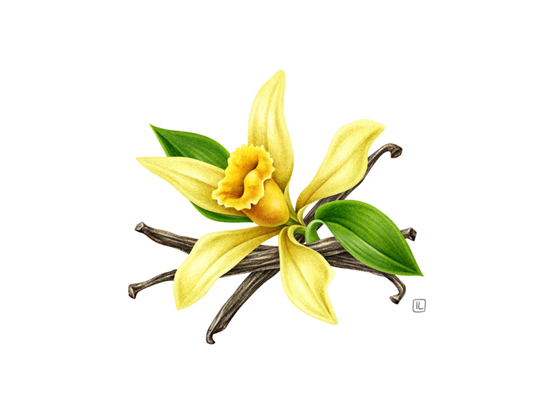 Example of Vanilla