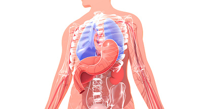 Internal anatomy 3d anatomy bones design illustration lungs medical stomach