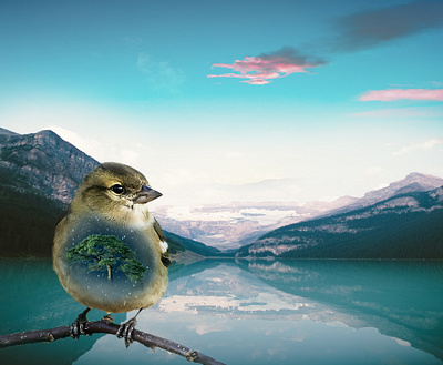 bird adobe photoshop photomontage