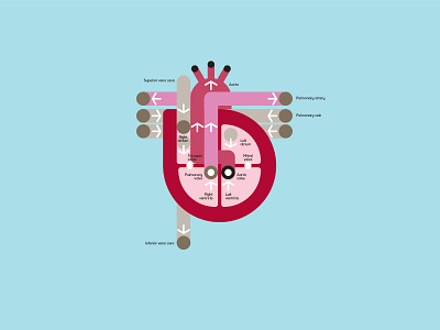 Heart for the Human Body book diagrams graphicdesign heart iconography illustration infographic infographics medical illustration pharmaceutical