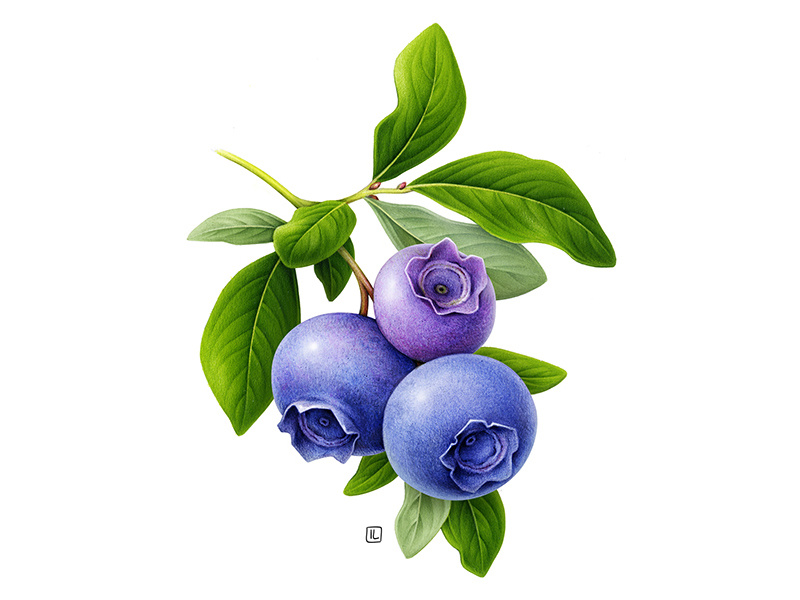 Example of Blueberry