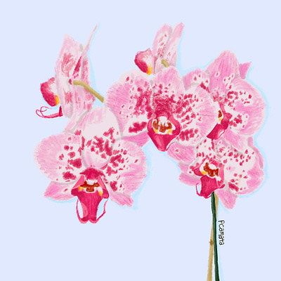 Orquídea botanical botanical illustraion desenho digital digital art digital artist digital illustration digital painting illustration ilustração ilustração botânica plants