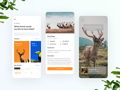 Mobile Exploration - Anipedia animal app app design clean education ios mobile orange portfolio ui ui design ux wild