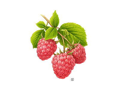 Raspberry advertising airbrush botanical dairy design drawing food food illustration fruit handmade illustration label naturalistic packaging pencil plant realistic