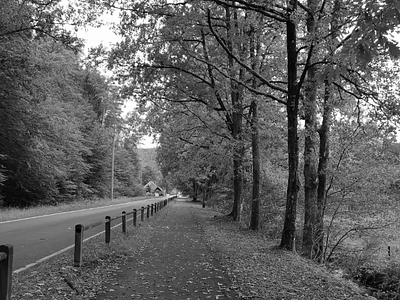 Autumn monocromeautumnperspektiveline