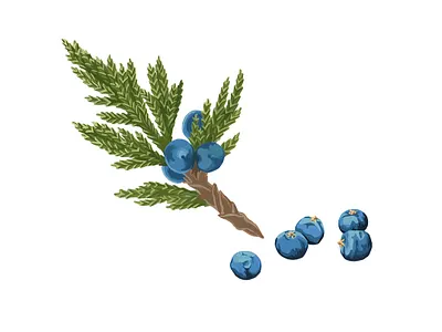 Juniper artwork blue botanical gouache graphic green handmade illustration juniper painting traditional art